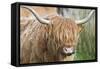 Highland Cattle Close Up of Head-null-Framed Stretched Canvas