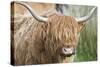 Highland Cattle Close Up of Head-null-Stretched Canvas