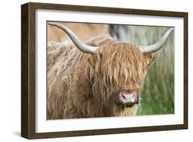Highland Cattle Close Up of Head-null-Framed Photographic Print