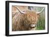 Highland Cattle Close Up of Head-null-Framed Photographic Print