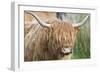 Highland Cattle Close Up of Head-null-Framed Photographic Print