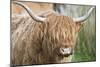 Highland Cattle Close Up of Head-null-Mounted Photographic Print