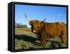 Highland Cattle Conservation Grazing on Arnside Knott, Cumbria, United Kingdom-Steve & Ann Toon-Framed Stretched Canvas