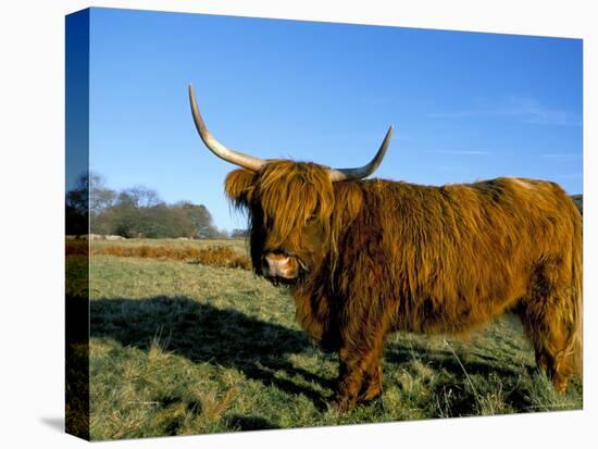 Highland Cattle Conservation Grazing on Arnside Knott, Cumbria, United Kingdom-Steve & Ann Toon-Stretched Canvas