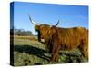 Highland Cattle Conservation Grazing on Arnside Knott, Cumbria, United Kingdom-Steve & Ann Toon-Stretched Canvas