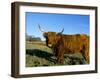 Highland Cattle Conservation Grazing on Arnside Knott, Cumbria, United Kingdom-Steve & Ann Toon-Framed Photographic Print