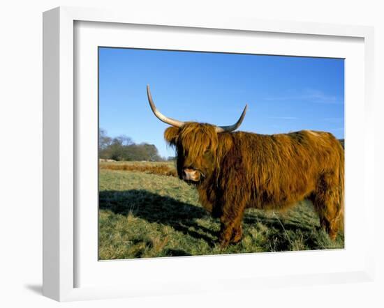 Highland Cattle Conservation Grazing on Arnside Knott, Cumbria, United Kingdom-Steve & Ann Toon-Framed Photographic Print