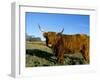 Highland Cattle Conservation Grazing on Arnside Knott, Cumbria, United Kingdom-Steve & Ann Toon-Framed Photographic Print