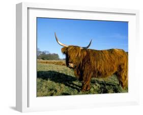 Highland Cattle Conservation Grazing on Arnside Knott, Cumbria, United Kingdom-Steve & Ann Toon-Framed Photographic Print