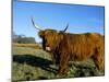 Highland Cattle Conservation Grazing on Arnside Knott, Cumbria, United Kingdom-Steve & Ann Toon-Mounted Photographic Print