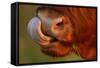 Highland Cattle Cow (Bos Taurus) Cleaning Nose With Tongue-Widstrand-Framed Stretched Canvas