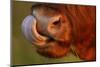 Highland Cattle Cow (Bos Taurus) Cleaning Nose With Tongue-Widstrand-Mounted Photographic Print