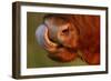 Highland Cattle Cow (Bos Taurus) Cleaning Nose With Tongue-Widstrand-Framed Photographic Print