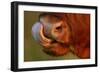 Highland Cattle Cow (Bos Taurus) Cleaning Nose With Tongue-Widstrand-Framed Photographic Print