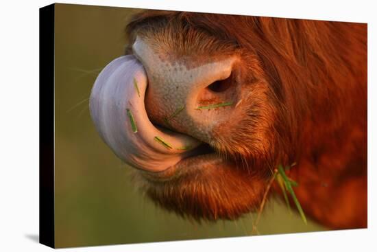 Highland Cattle Cow (Bos Taurus) Cleaning Nose With Tongue-Widstrand-Stretched Canvas