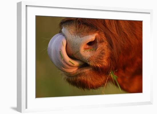 Highland Cattle Cow (Bos Taurus) Cleaning Nose With Tongue-Widstrand-Framed Photographic Print