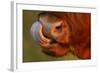 Highland Cattle Cow (Bos Taurus) Cleaning Nose With Tongue-Widstrand-Framed Photographic Print