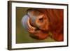 Highland Cattle Cow (Bos Taurus) Cleaning Nose With Tongue-Widstrand-Framed Photographic Print