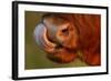 Highland Cattle Cow (Bos Taurus) Cleaning Nose With Tongue-Widstrand-Framed Photographic Print