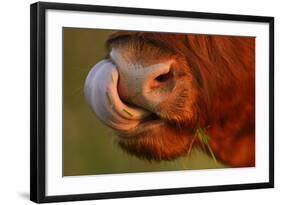 Highland Cattle Cow (Bos Taurus) Cleaning Nose With Tongue-Widstrand-Framed Photographic Print