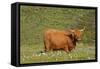 Highland Cattle Cow Grazing on Moorland-null-Framed Stretched Canvas