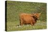Highland Cattle Cow Grazing on Moorland-null-Stretched Canvas
