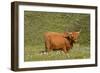 Highland Cattle Cow Grazing on Moorland-null-Framed Photographic Print