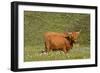 Highland Cattle Cow Grazing on Moorland-null-Framed Photographic Print