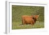 Highland Cattle Cow Grazing on Moorland-null-Framed Photographic Print