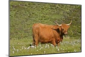 Highland Cattle Cow Grazing on Moorland-null-Mounted Photographic Print