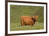 Highland Cattle Cow Grazing on Moorland-null-Framed Photographic Print
