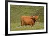 Highland Cattle Cow Grazing on Moorland-null-Framed Photographic Print