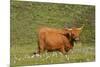 Highland Cattle Cow Grazing on Moorland-null-Mounted Photographic Print