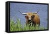 Highland Cattle Cow Standing in Lake to Cool-null-Framed Stretched Canvas