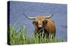 Highland Cattle Cow Standing in Lake to Cool-null-Stretched Canvas