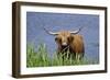 Highland Cattle Cow Standing in Lake to Cool-null-Framed Photographic Print