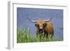 Highland Cattle Cow Standing in Lake to Cool-null-Framed Photographic Print