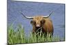 Highland Cattle Cow Standing in Lake to Cool-null-Mounted Photographic Print