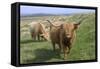 Highland Cattle Grazing on Dartmoor, Dartmoor National Park, Devon, England, United Kingdom, Europe-James Emmerson-Framed Stretched Canvas