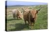 Highland Cattle Grazing on Dartmoor, Dartmoor National Park, Devon, England, United Kingdom, Europe-James Emmerson-Stretched Canvas