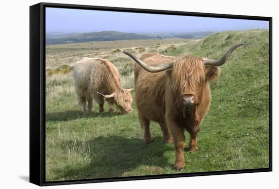 Highland Cattle Grazing on Dartmoor, Dartmoor National Park, Devon, England, United Kingdom, Europe-James Emmerson-Framed Stretched Canvas