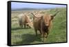 Highland Cattle Grazing on Dartmoor, Dartmoor National Park, Devon, England, United Kingdom, Europe-James Emmerson-Framed Stretched Canvas