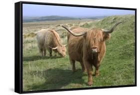 Highland Cattle Grazing on Dartmoor, Dartmoor National Park, Devon, England, United Kingdom, Europe-James Emmerson-Framed Stretched Canvas