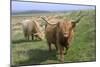 Highland Cattle Grazing on Dartmoor, Dartmoor National Park, Devon, England, United Kingdom, Europe-James Emmerson-Mounted Photographic Print