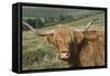 Highland Cattle Grazing on Dartmoor, Dartmoor National Park, Devon, England, United Kingdom, Europe-James Emmerson-Framed Stretched Canvas