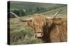 Highland Cattle Grazing on Dartmoor, Dartmoor National Park, Devon, England, United Kingdom, Europe-James Emmerson-Stretched Canvas
