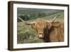 Highland Cattle Grazing on Dartmoor, Dartmoor National Park, Devon, England, United Kingdom, Europe-James Emmerson-Framed Photographic Print