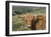 Highland Cattle Grazing on Dartmoor, Dartmoor National Park, Devon, England, United Kingdom, Europe-James Emmerson-Framed Photographic Print