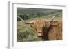 Highland Cattle Grazing on Dartmoor, Dartmoor National Park, Devon, England, United Kingdom, Europe-James Emmerson-Framed Photographic Print