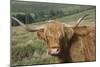 Highland Cattle Grazing on Dartmoor, Dartmoor National Park, Devon, England, United Kingdom, Europe-James Emmerson-Mounted Photographic Print